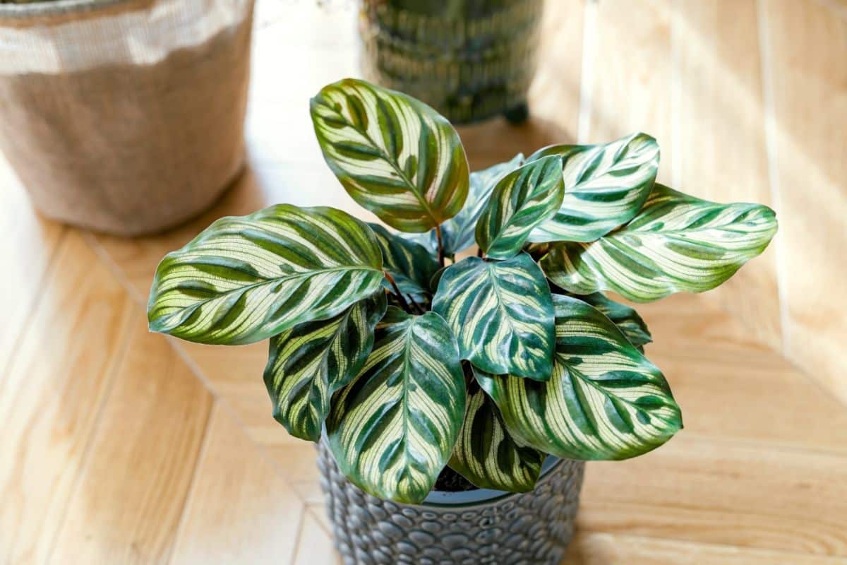 Small potted plant with striped leaves