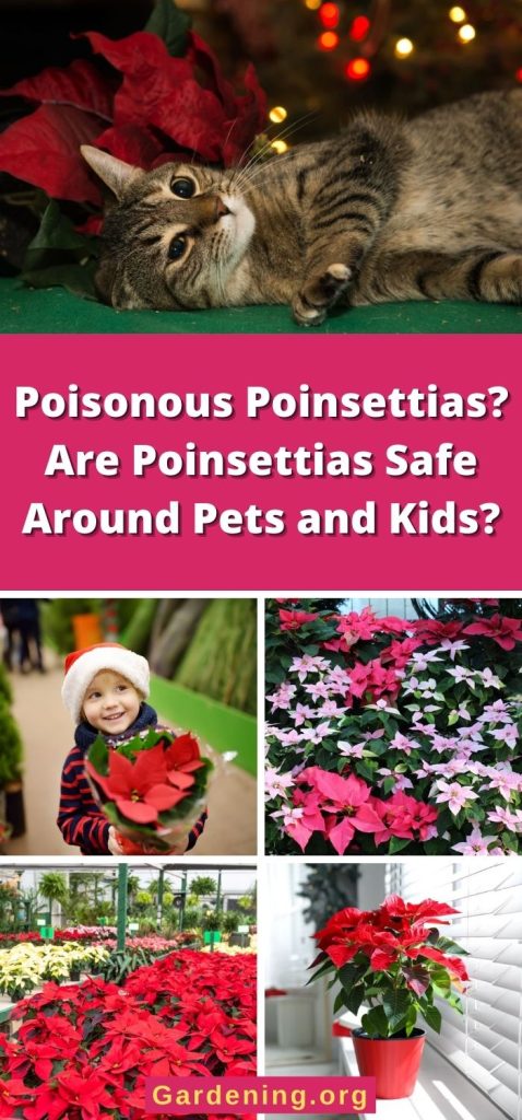 Poisonous Poinsettias? Are Poinsettias Safe Around Pets and Kids? pinterest image.