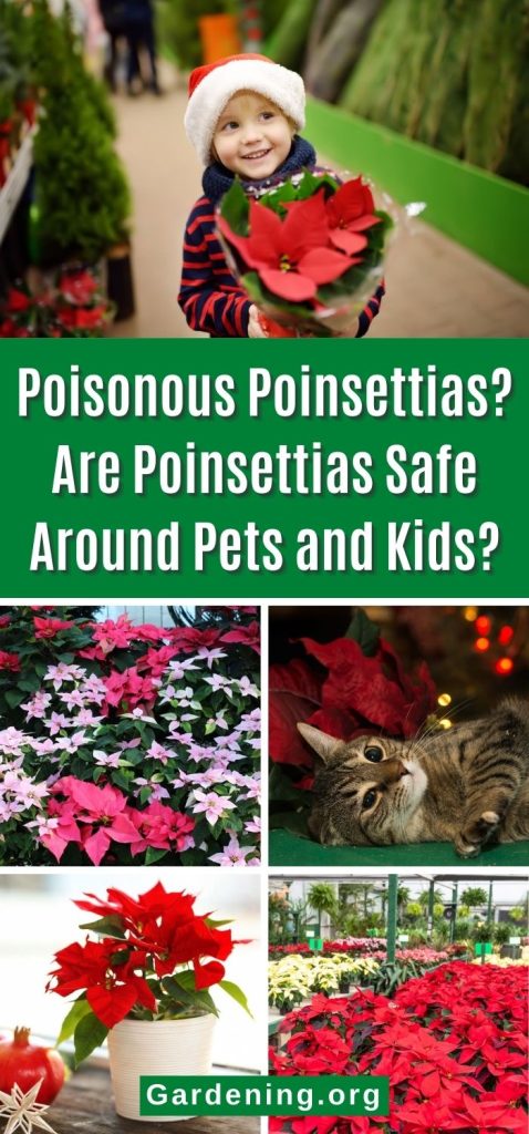 Poisonous Poinsettias? Are Poinsettias Safe Around Pets and Kids? pinterest image.