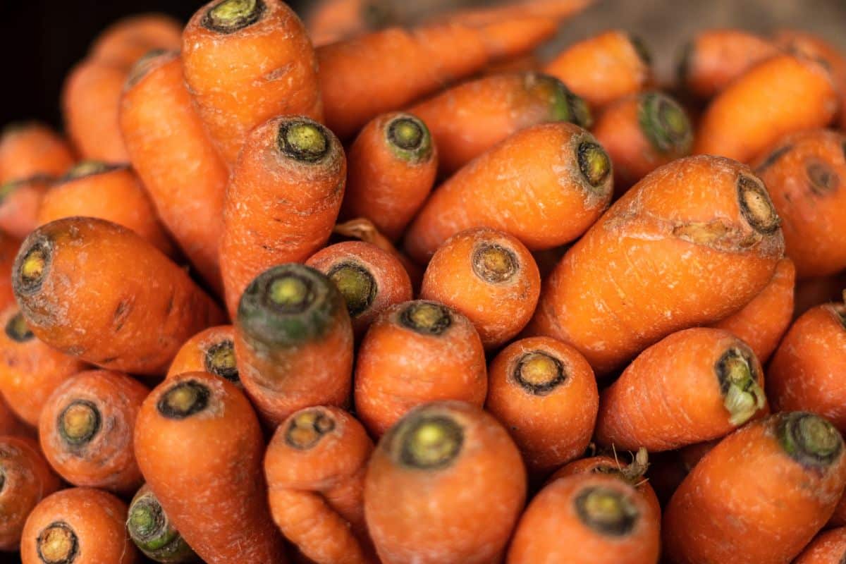 Tops of carrots in storage