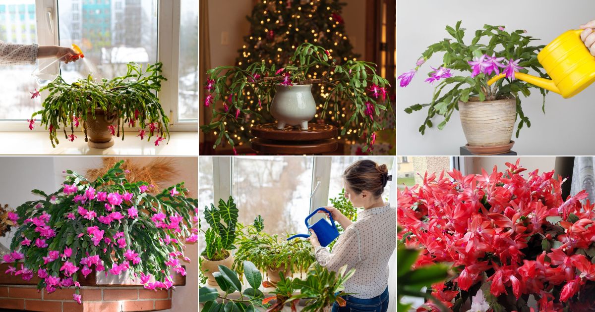 The Right Way to Water a Christmas Cactus (The Best Method) - Gardening