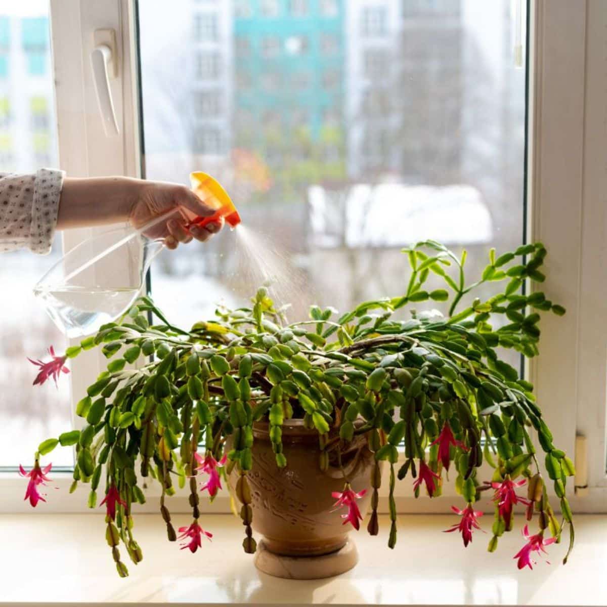 A woman misting her Christmas cactus with a spray bottle.