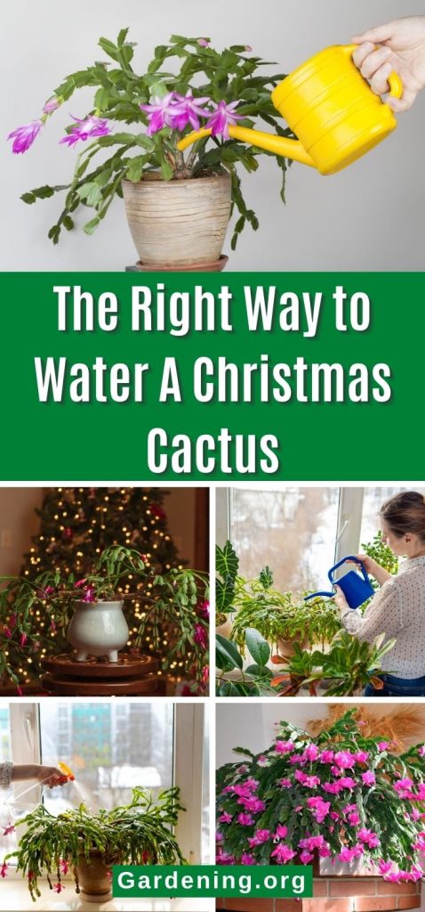 The Right Way to Water A Christmas Cactus pinterest image.