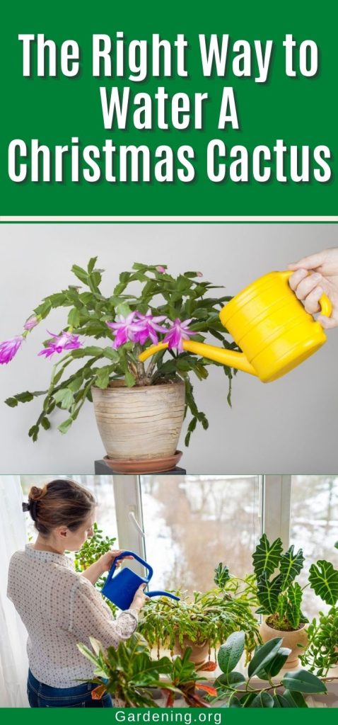 The Right Way to Water A Christmas Cactus pinterest image.