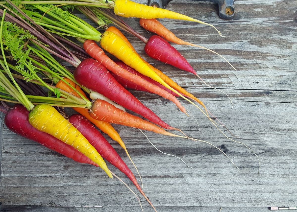 Fresh, washed, colored carrots