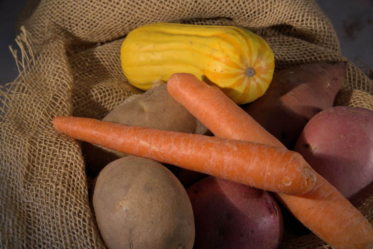 Carrots packed in burlap for cold storage