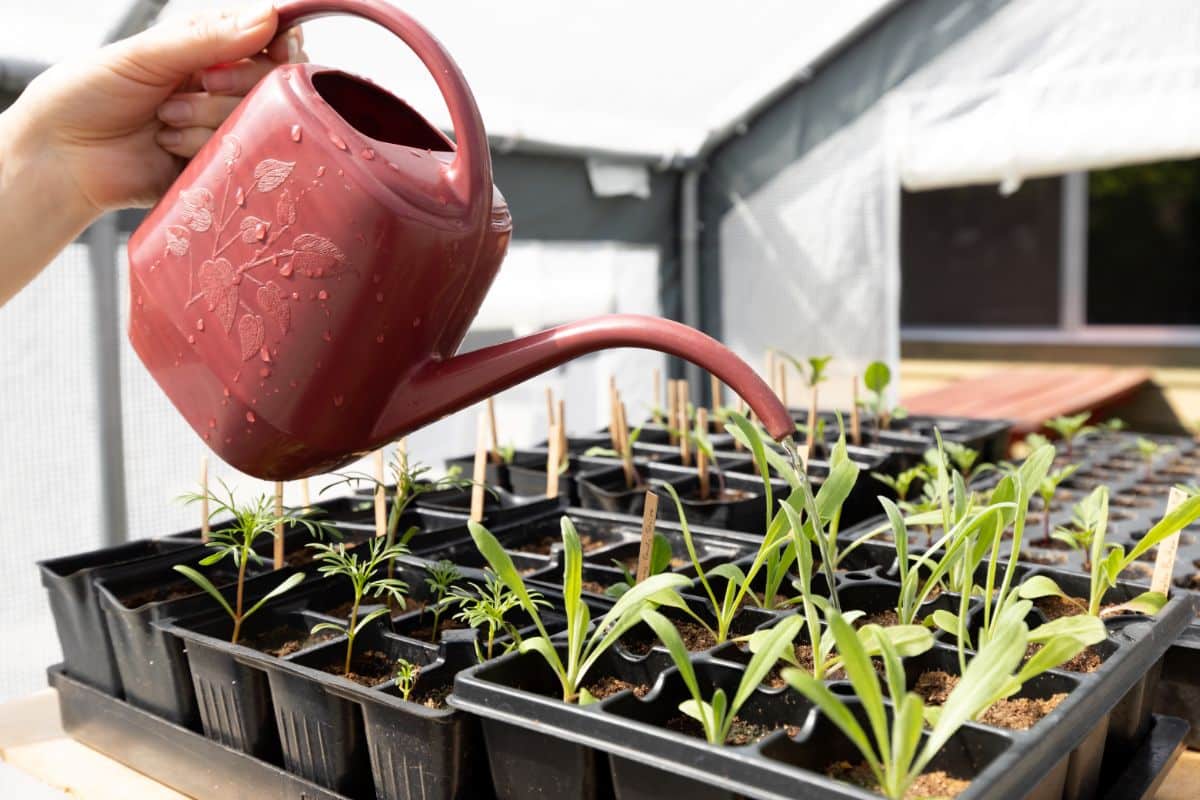 A gardener watering flower seedlings growing indoors