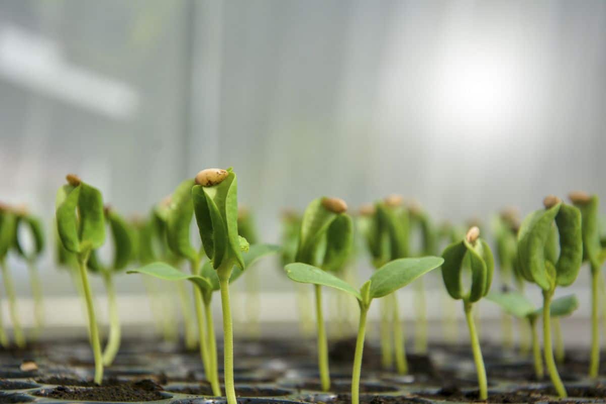 A tray of young seedlings just starting to grow