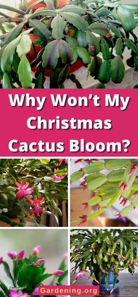 Why Won’t My Christmas Cactus Bloom? pinterest image.