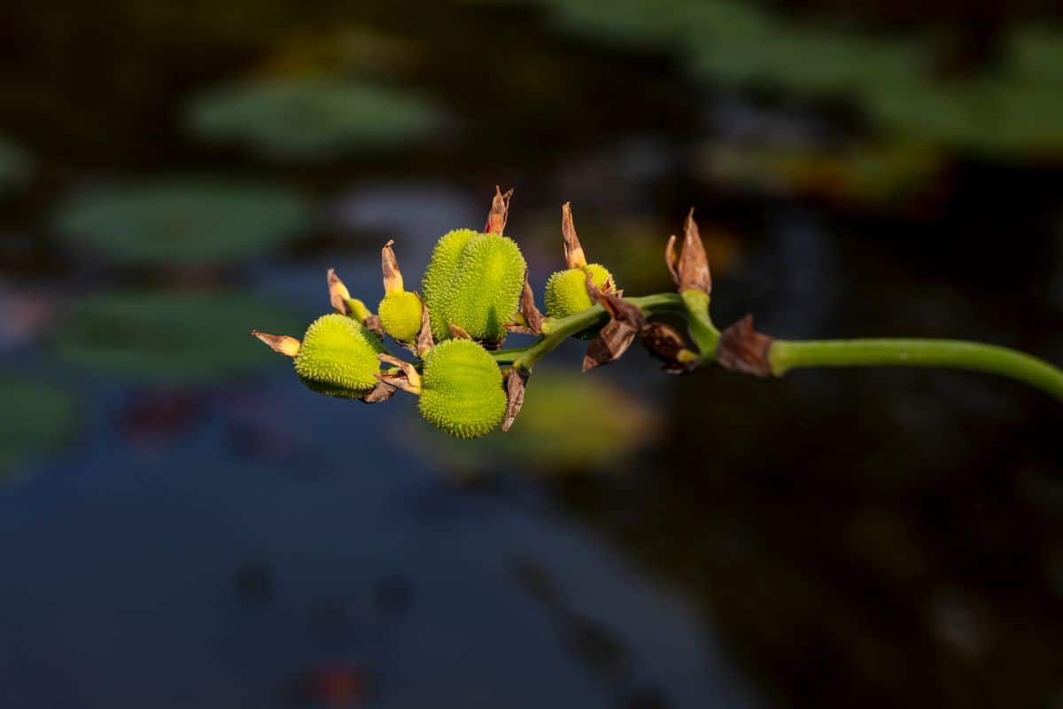 Seed pods on Achira plant