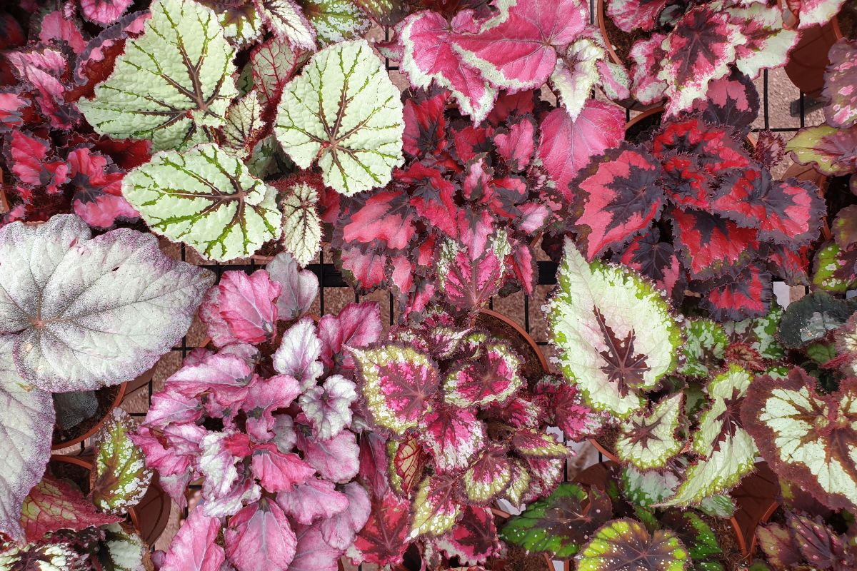 A collection of several types of begonia varieties