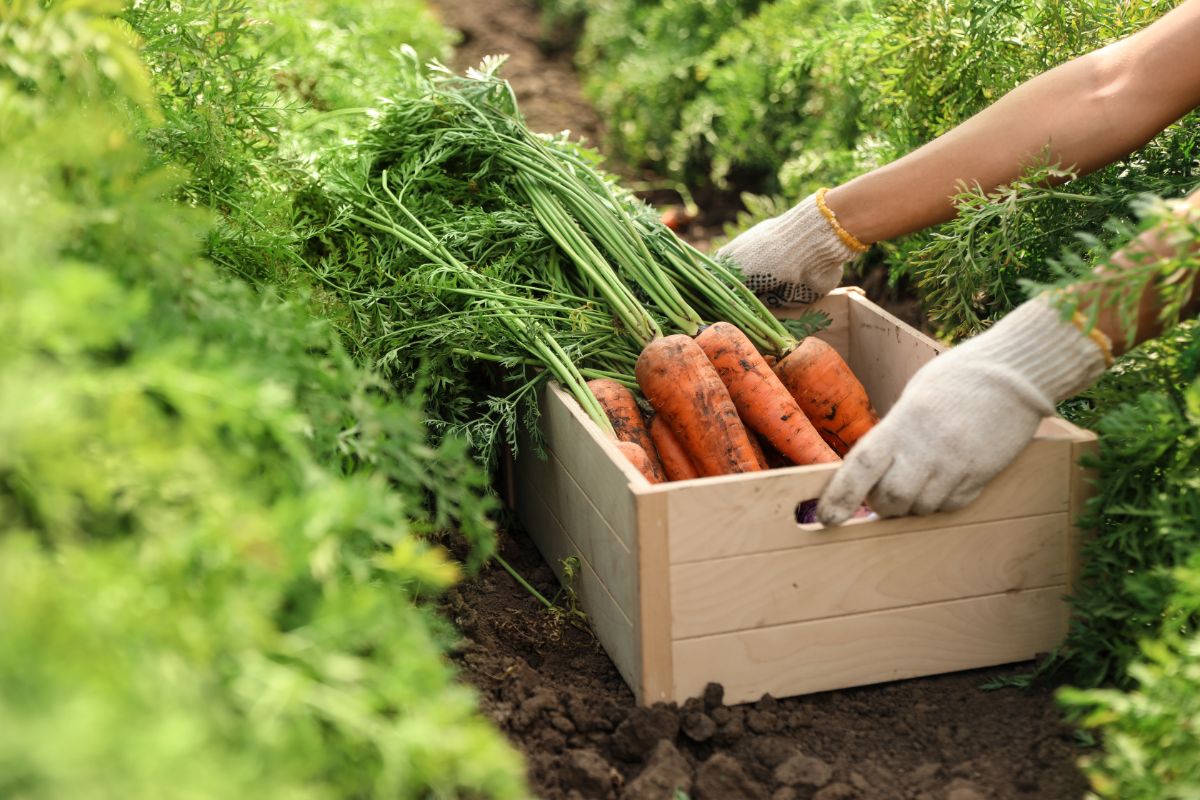 A gardener harvests a box of carrots
