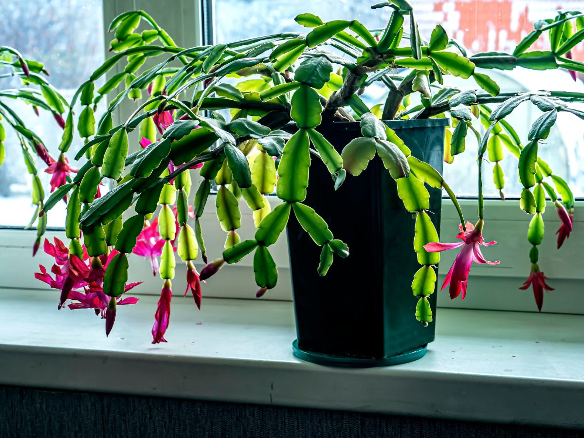 A Christmas cactus with diminishing blossoms.