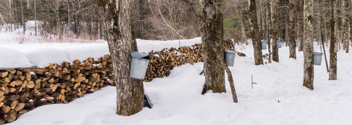 Sap buckets hanging on maple trees in a snowy sugarbush