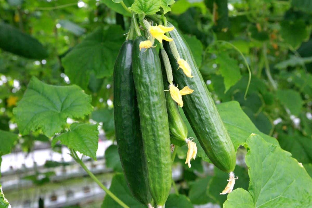 Fresh cucumbers hang from a vine