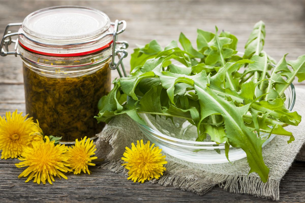 A bowl of foraged edible dandelion weeds