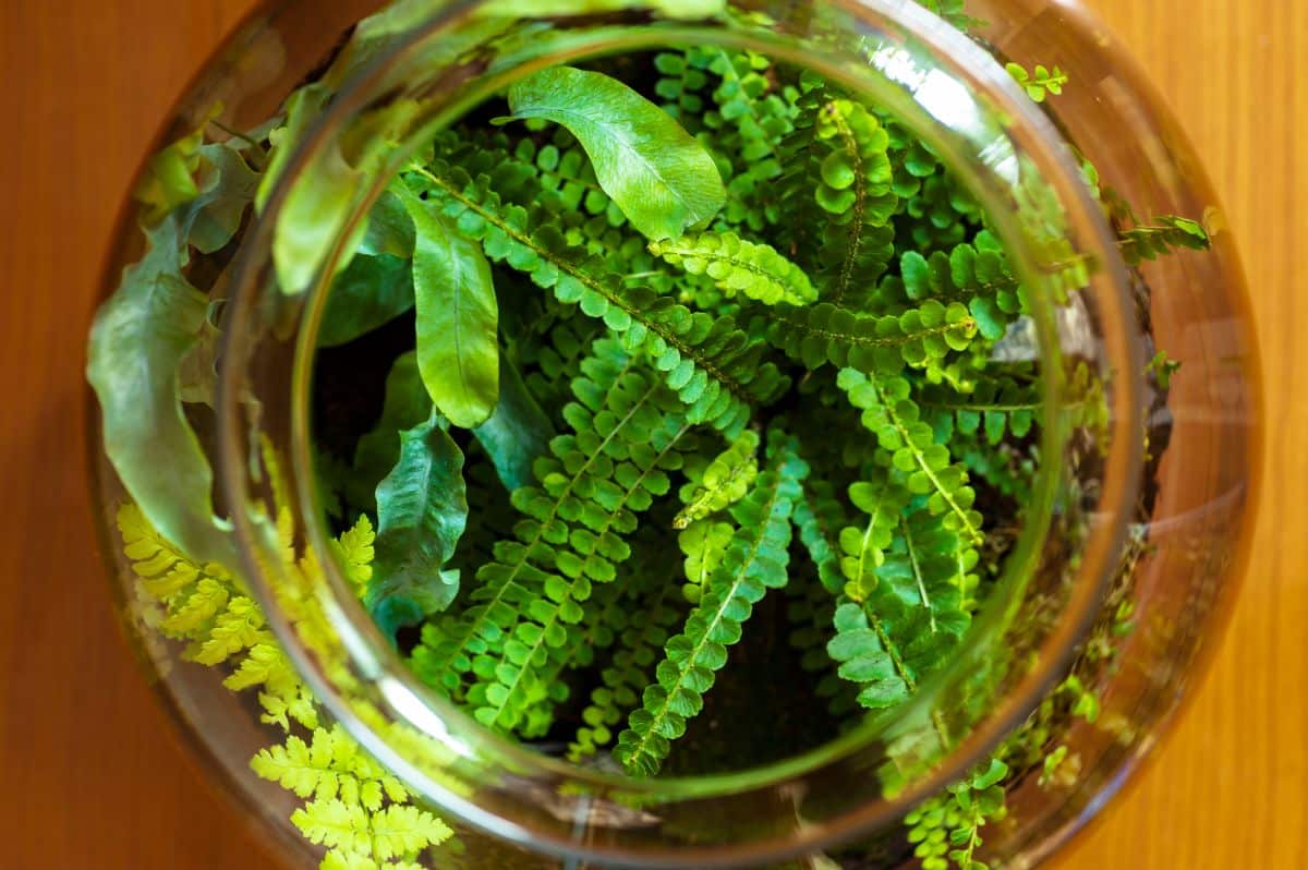 Ferns growing in a terrarium