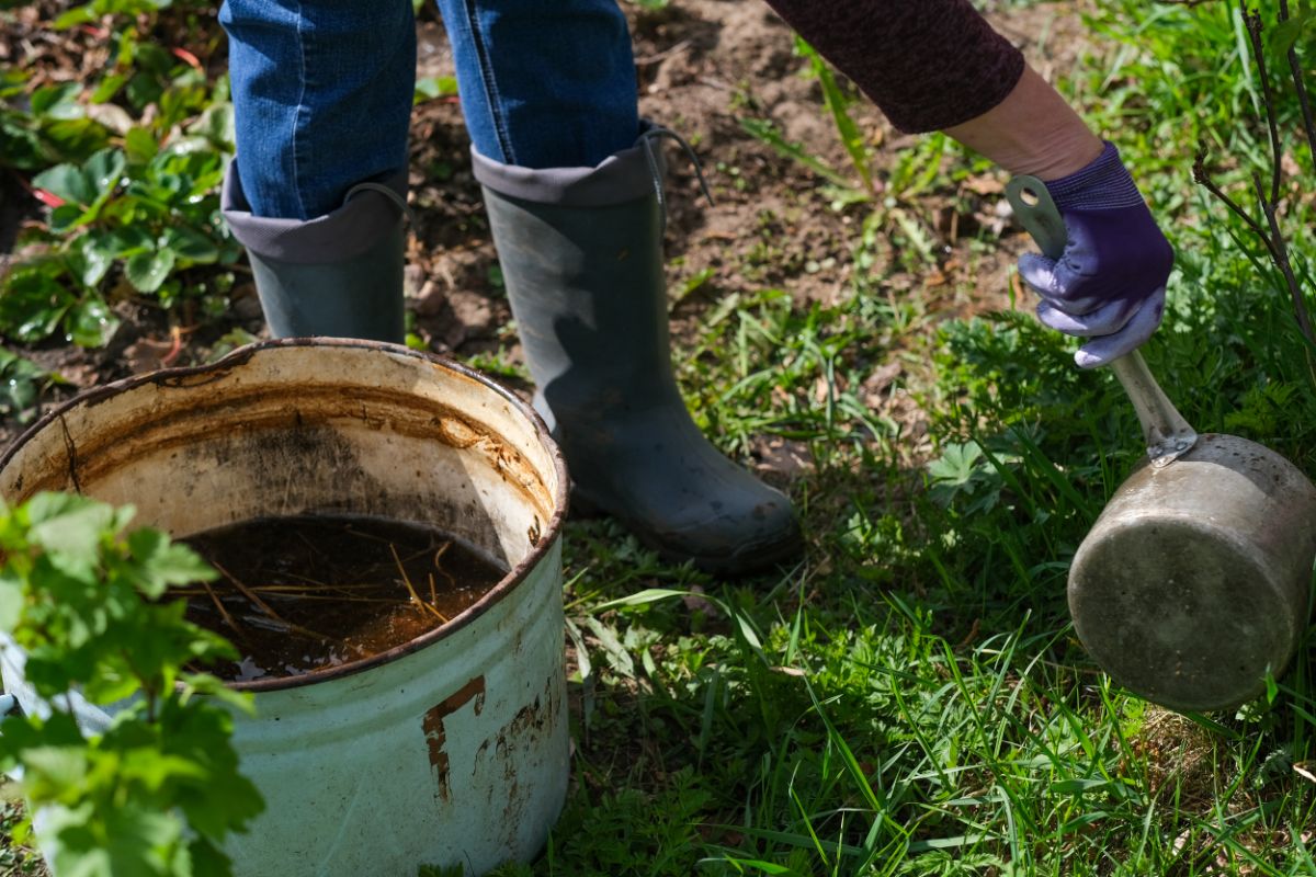 A gardener applies compost tea fertilizer to plants