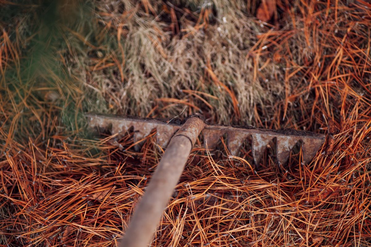 A rake gathering dried pine needles