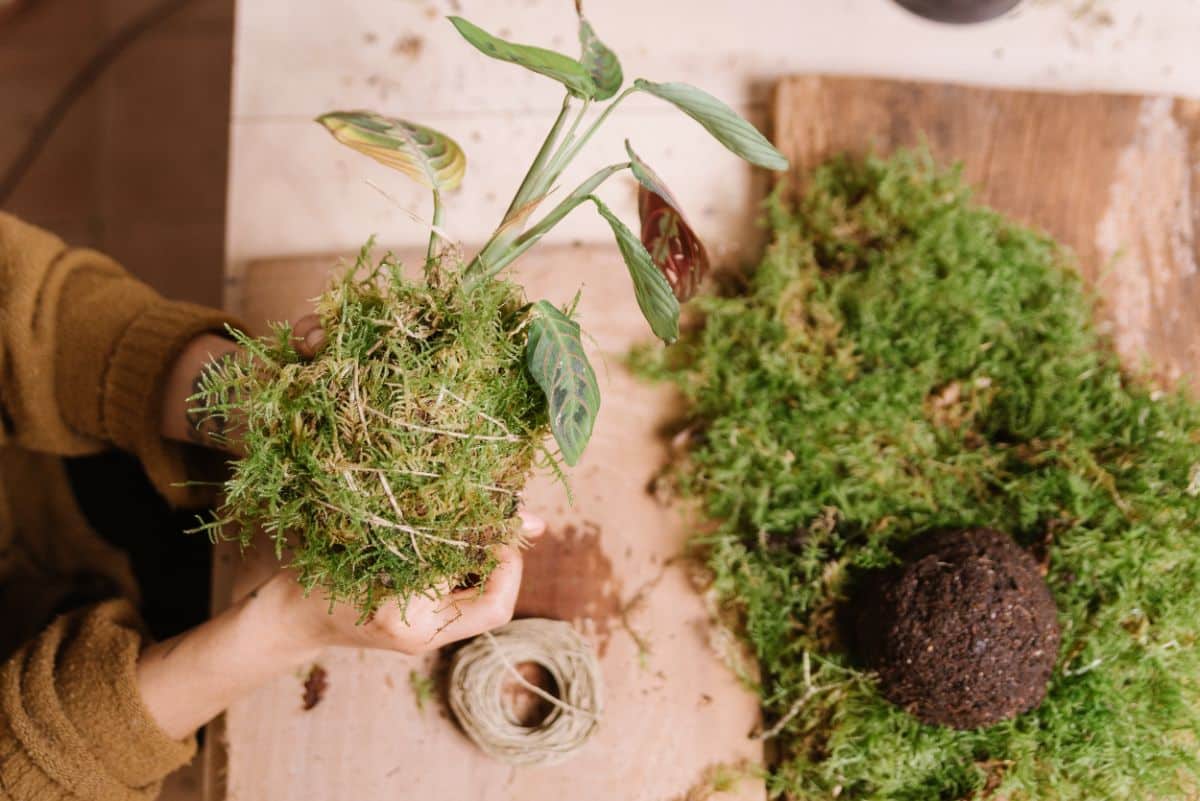 A woman wraps a root ball in moss, Kokedama style