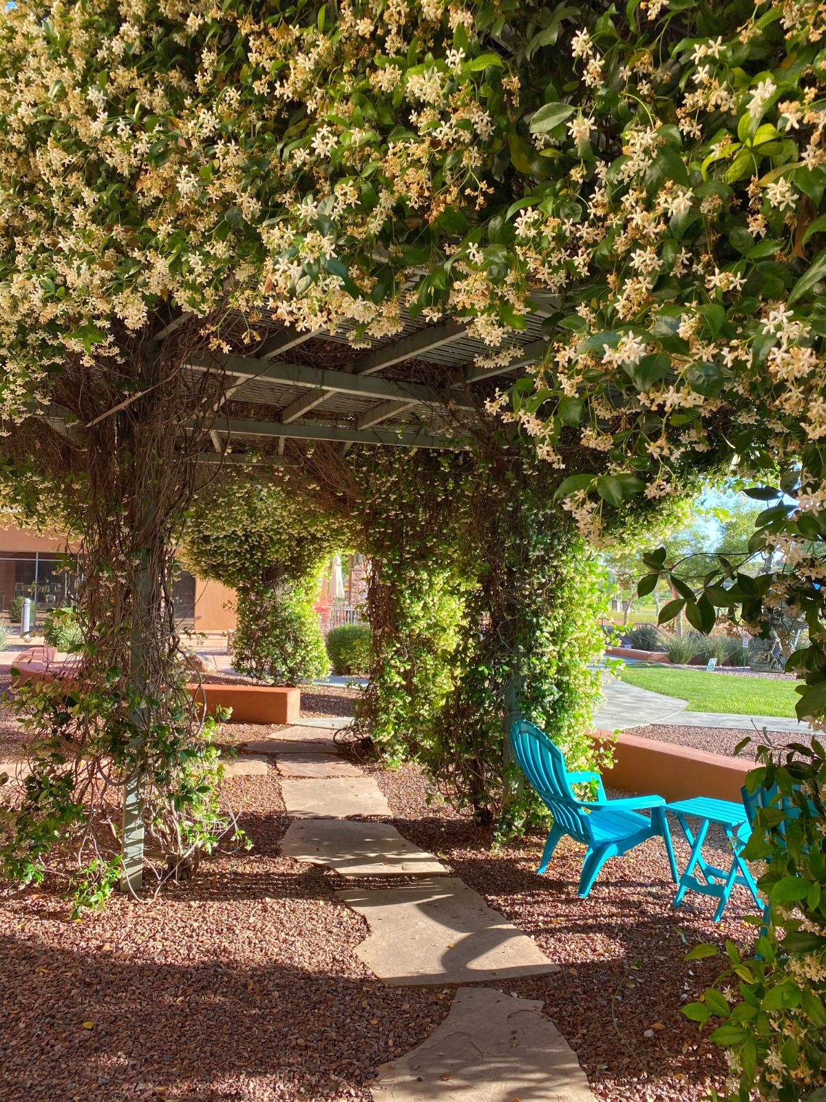 Honeysuckle over a pergola creating a shaded seated area