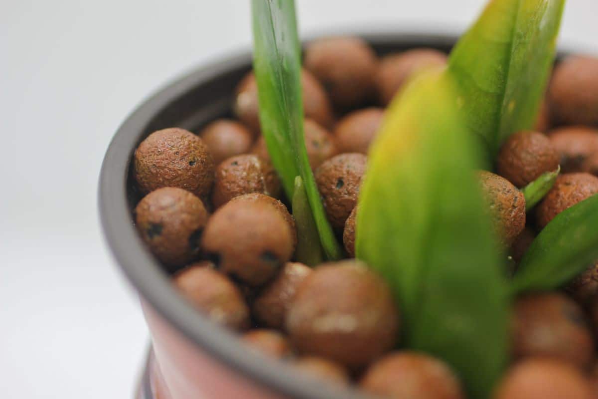 Small, round LECA clay pebbles in a potted plant