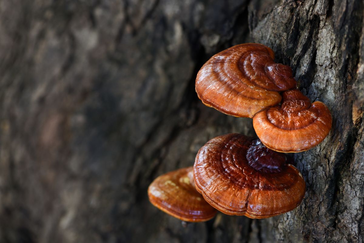 Mushrooms grown from plugs on a log