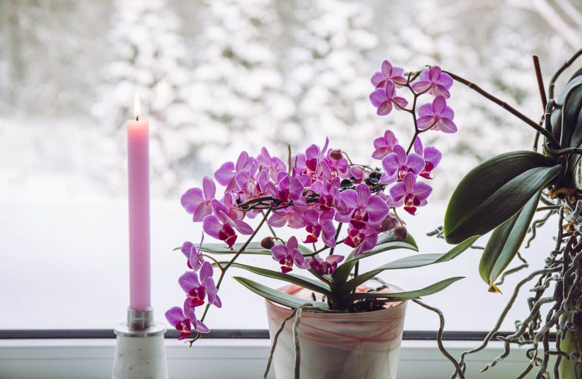 Potted orchids sitting in a snowy window in need of repotting.