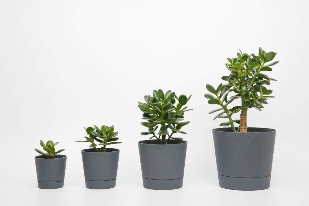 A plant in different stages of size and growth in graduated pot sizes.