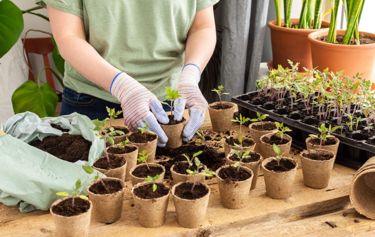 A gardener starts her garden transplants inside from seed.