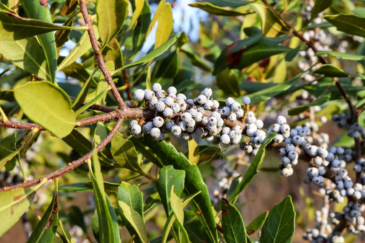 A Southern Wax Myrtle bush loaded with berries