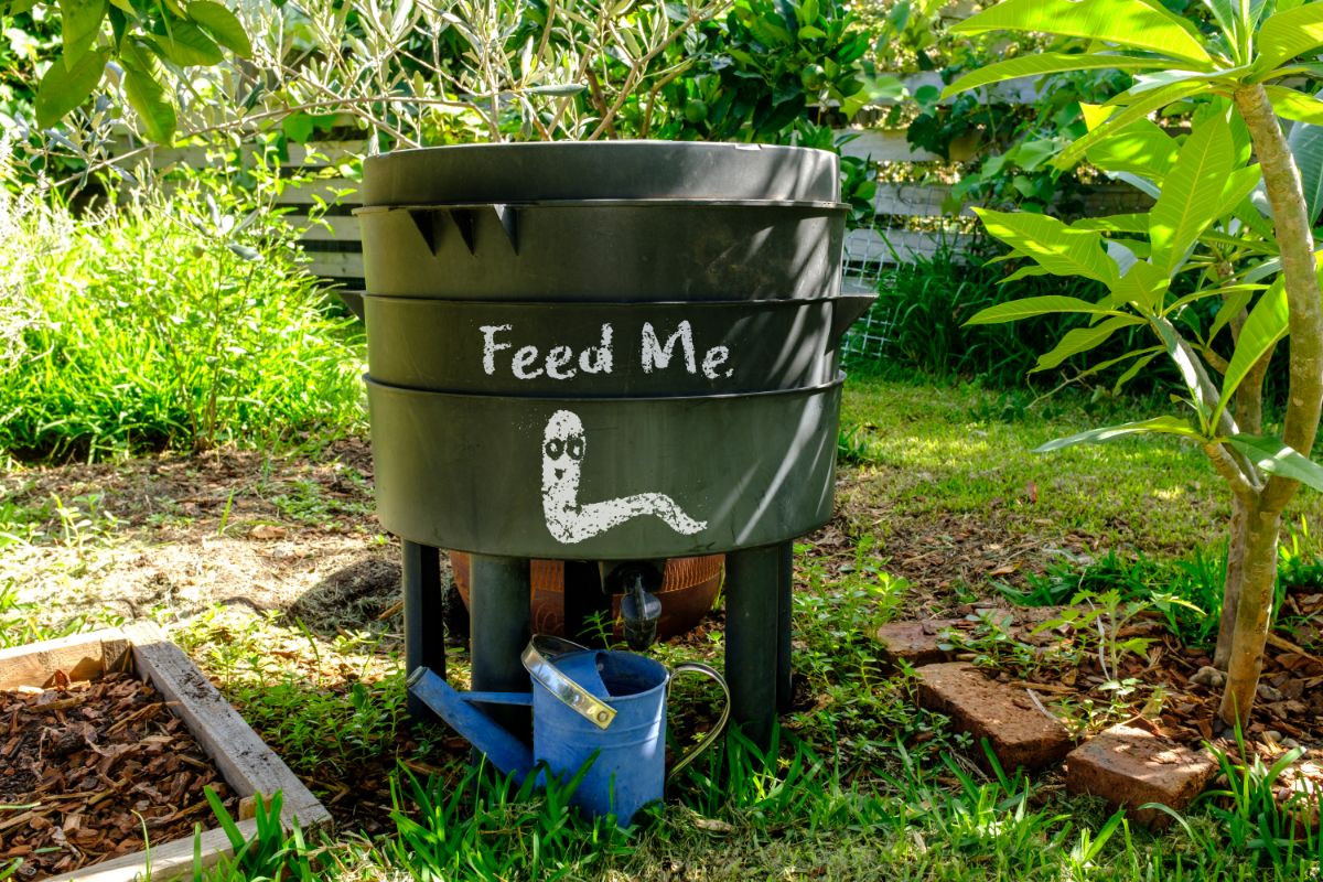 A watering can draining off worm tea for fertilizing potted plants and garden plants