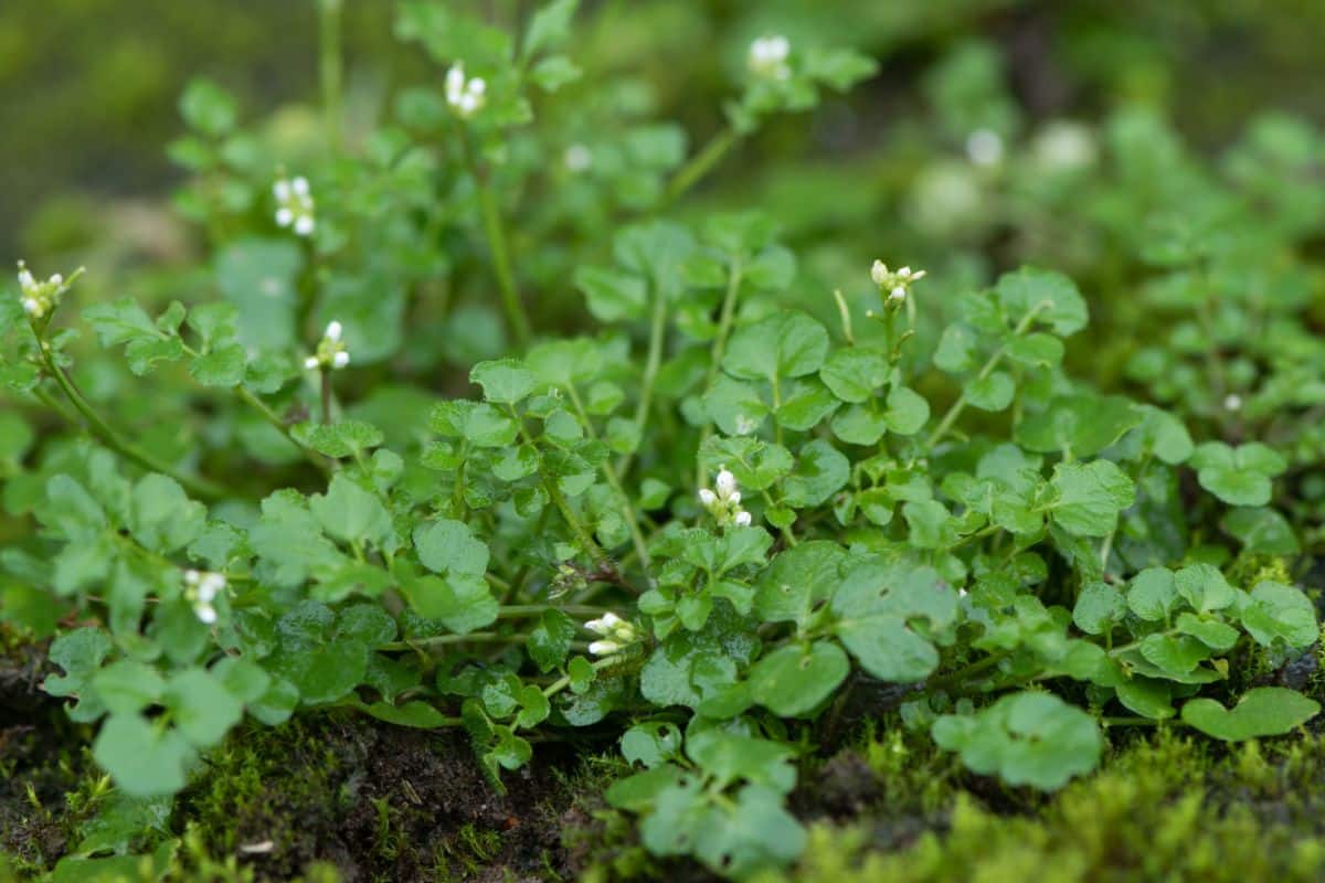 Bittercress edible weed