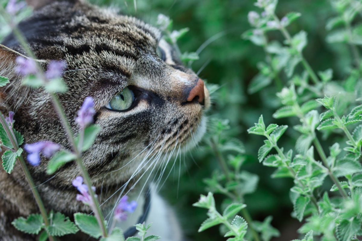 A cat sniffs fresh growing catnip