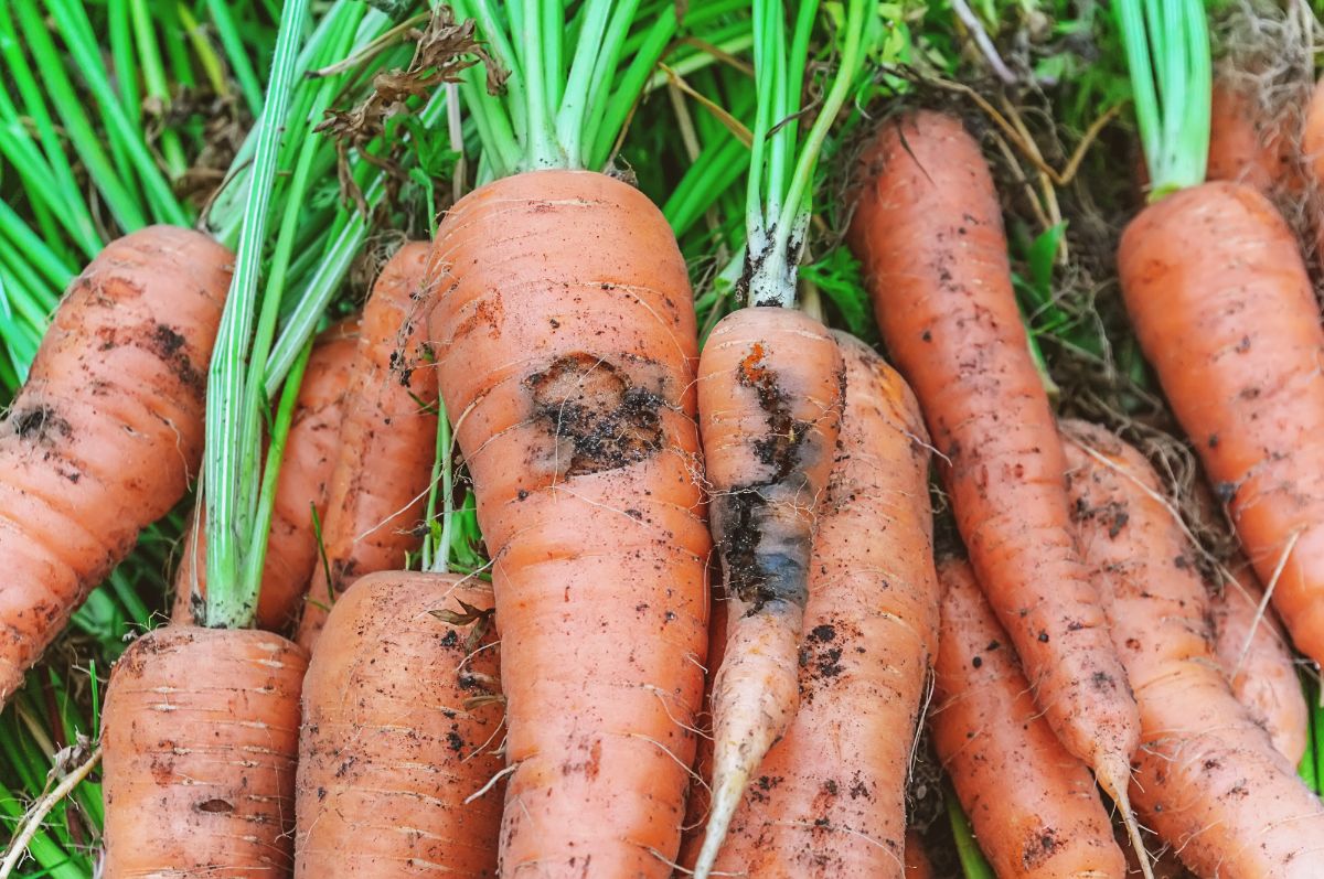 A few common pests are problems for carrots