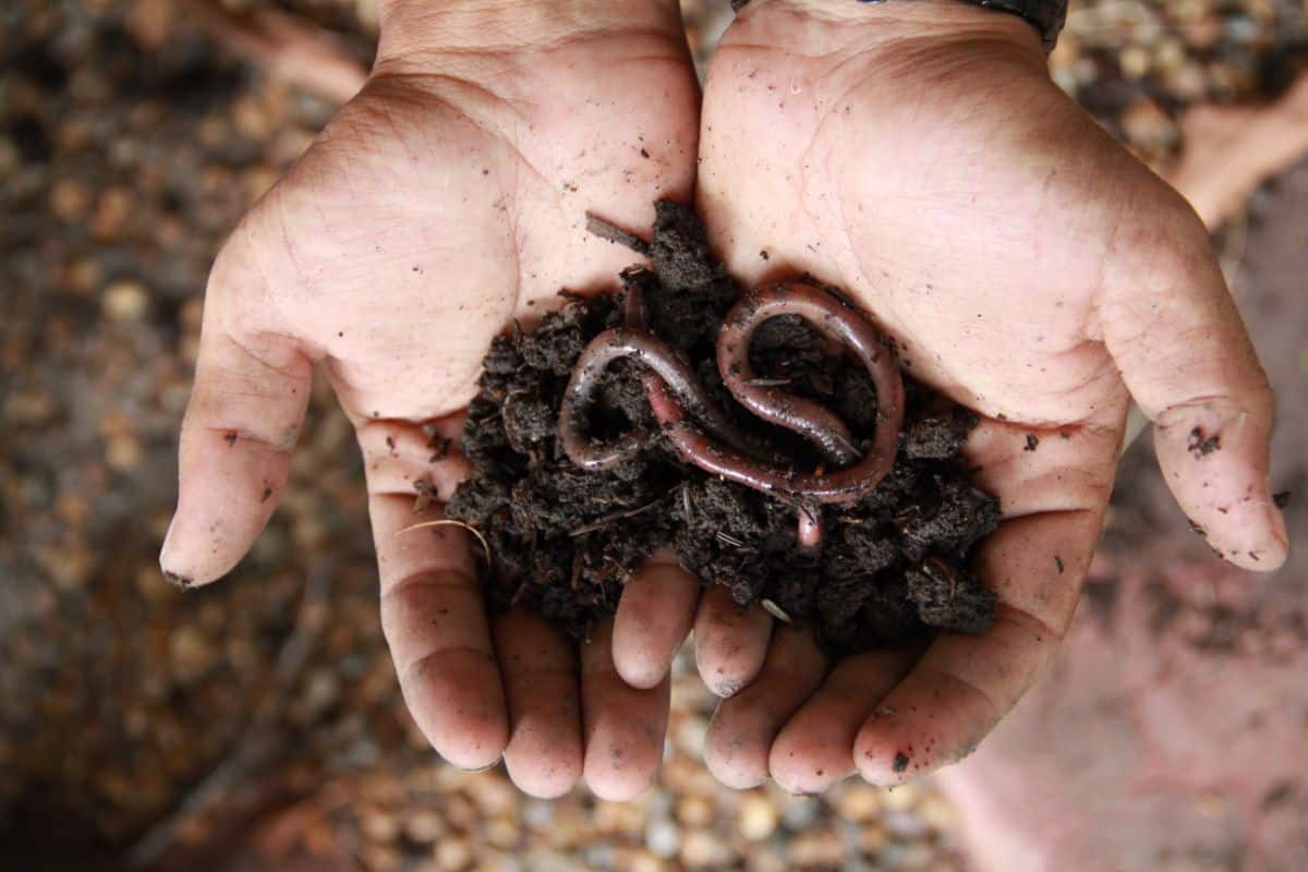 A gardener holds soil and worms in their hands