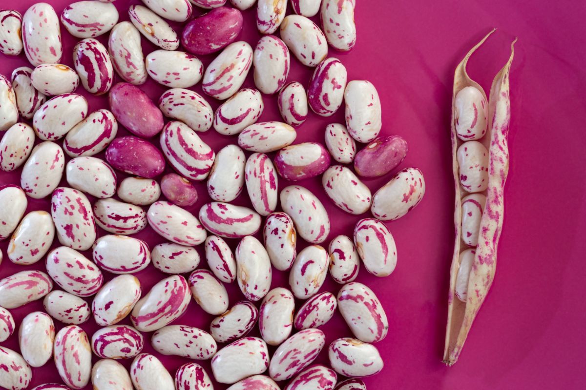 Pink striped Flambo beans