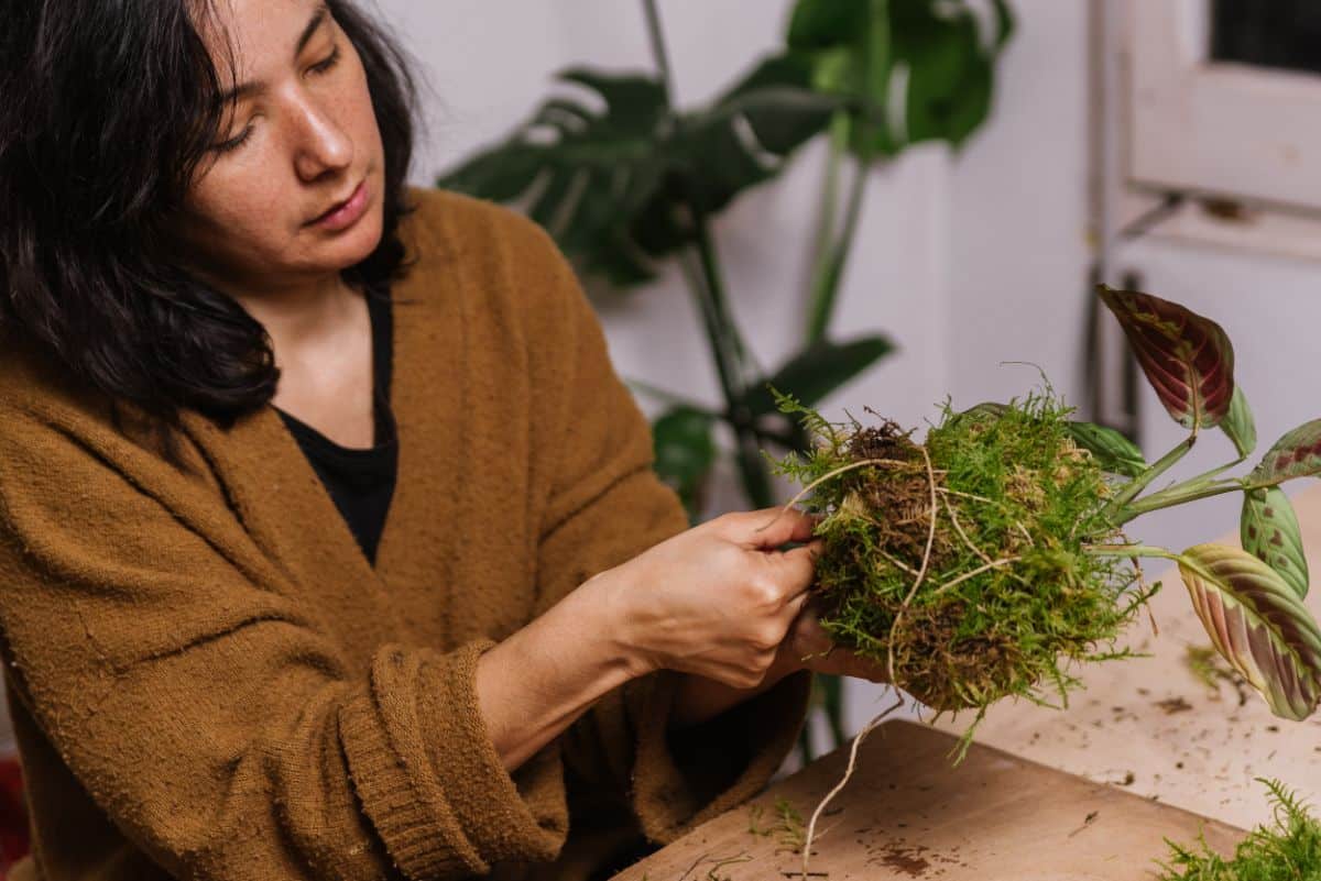 A woman ties twine to a Kokedama bonsai