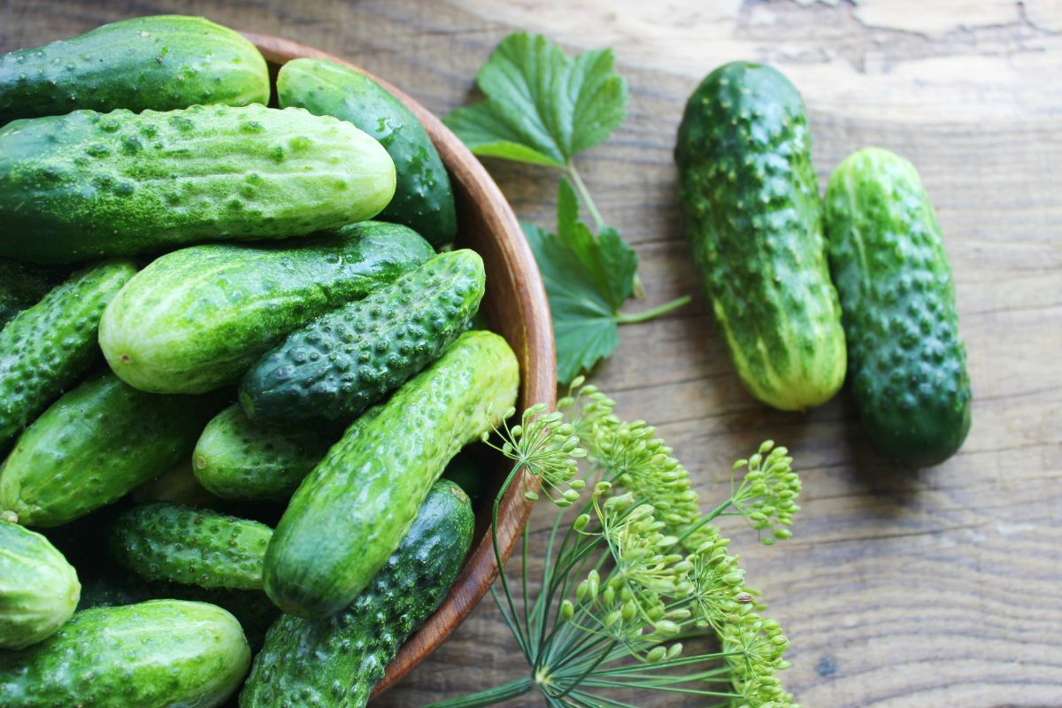 Fresh cucumbers in a basket with fresh dill