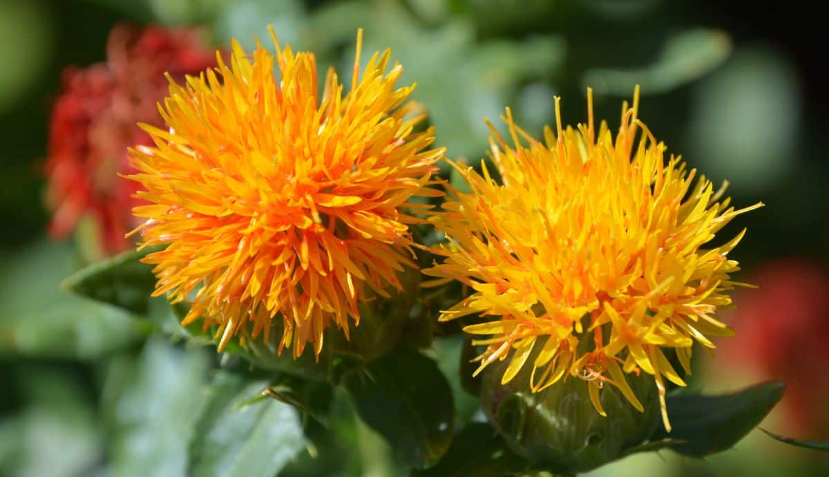 Yellow safflower flowers in bloom