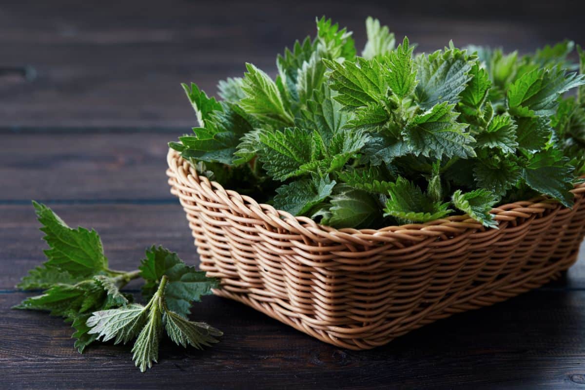 A basket full of harvested stinging nettle