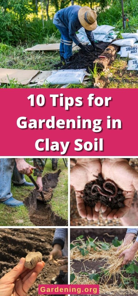 10 Tips for Gardening in Clay Soil pinterest image.