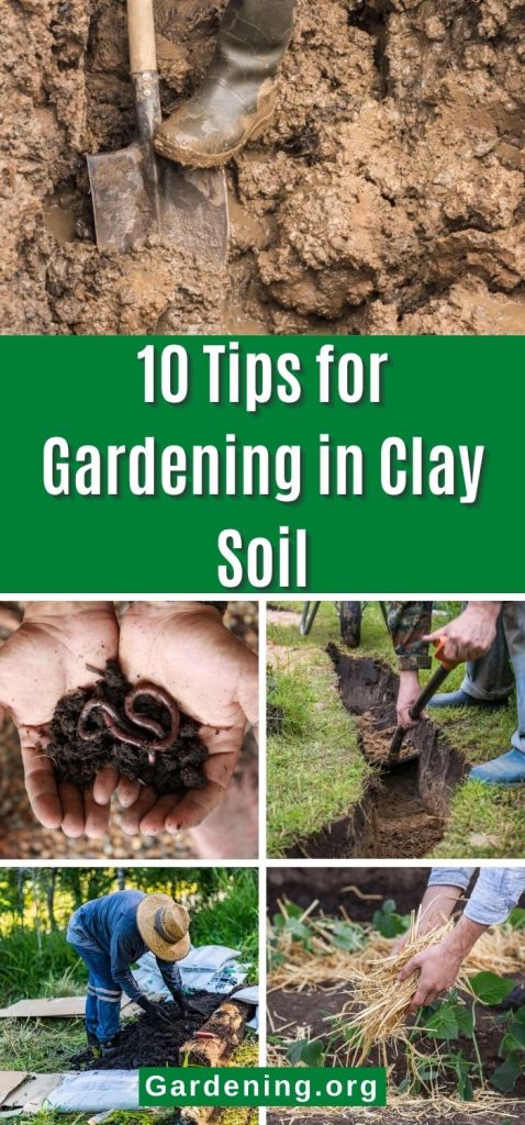 10 Tips for Gardening in Clay Soil pinterest image.