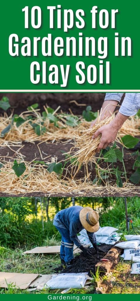 10 Tips for Gardening in Clay Soil pinterest image.