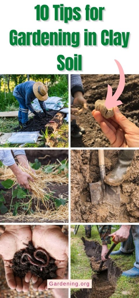 10 Tips for Gardening in Clay Soil pinterest image.