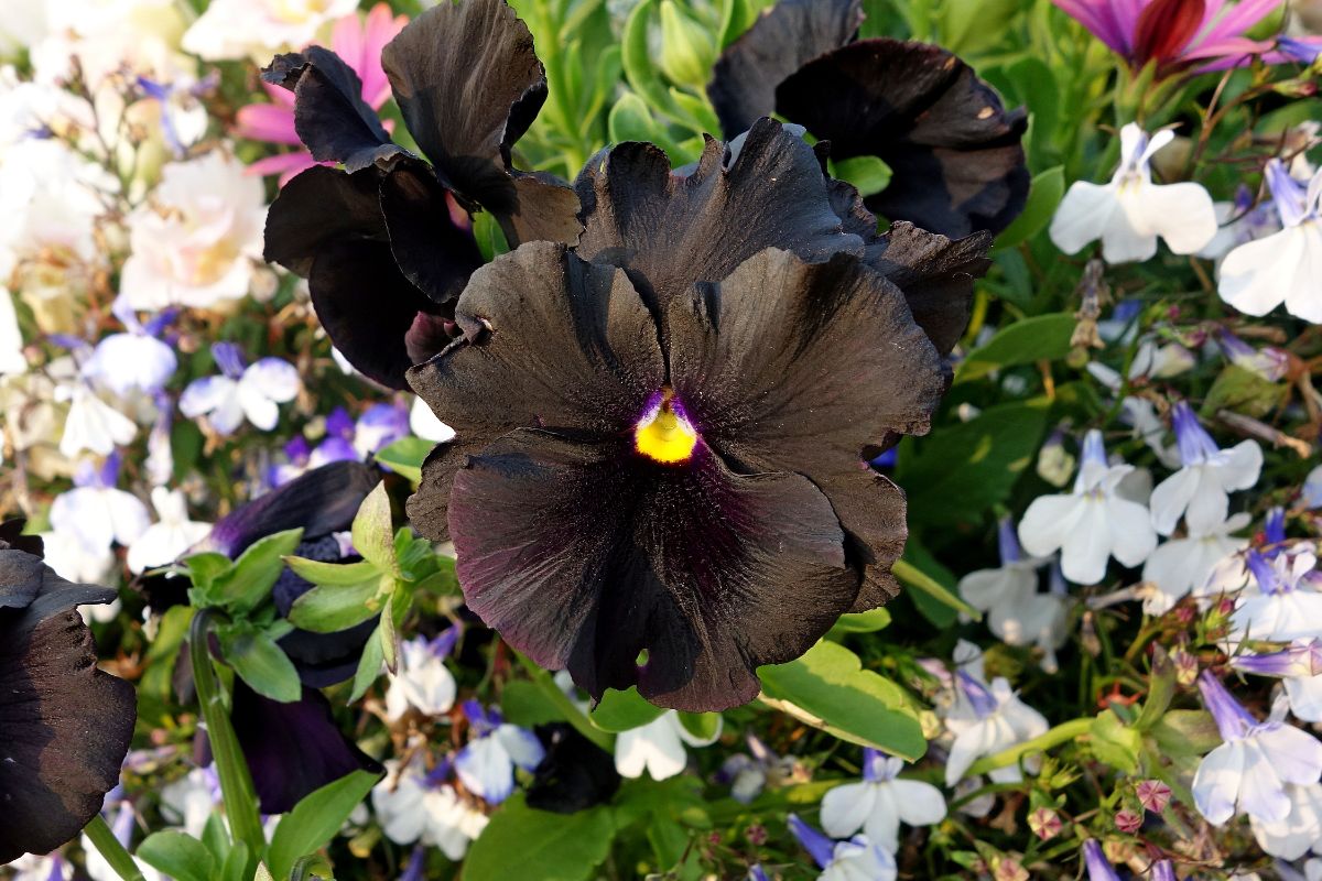 Black beauty pansy flower