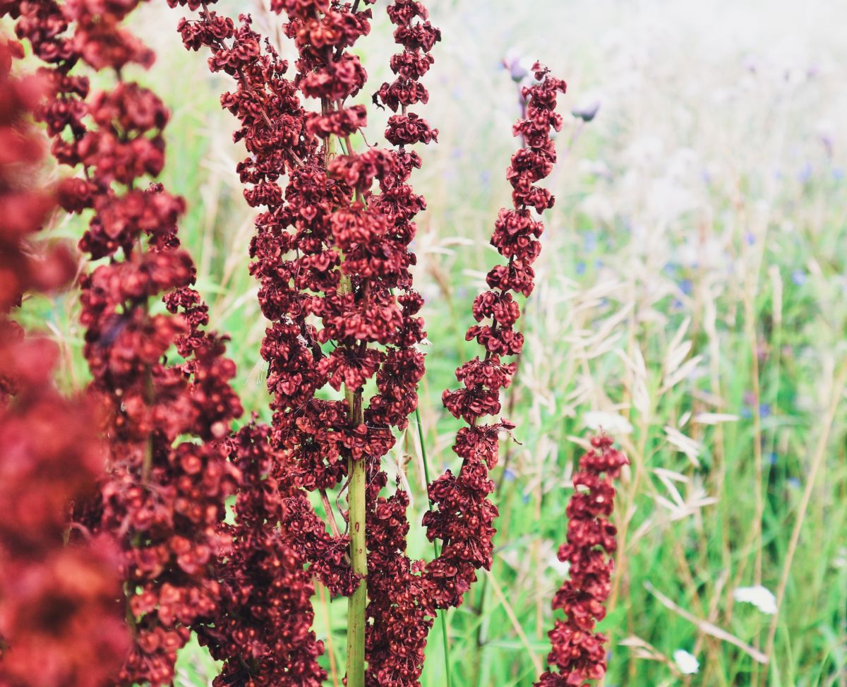 Reddish seeds on curly dock plant