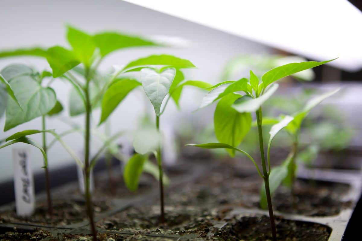 Pepper seedlings growing in a tray under grow lights