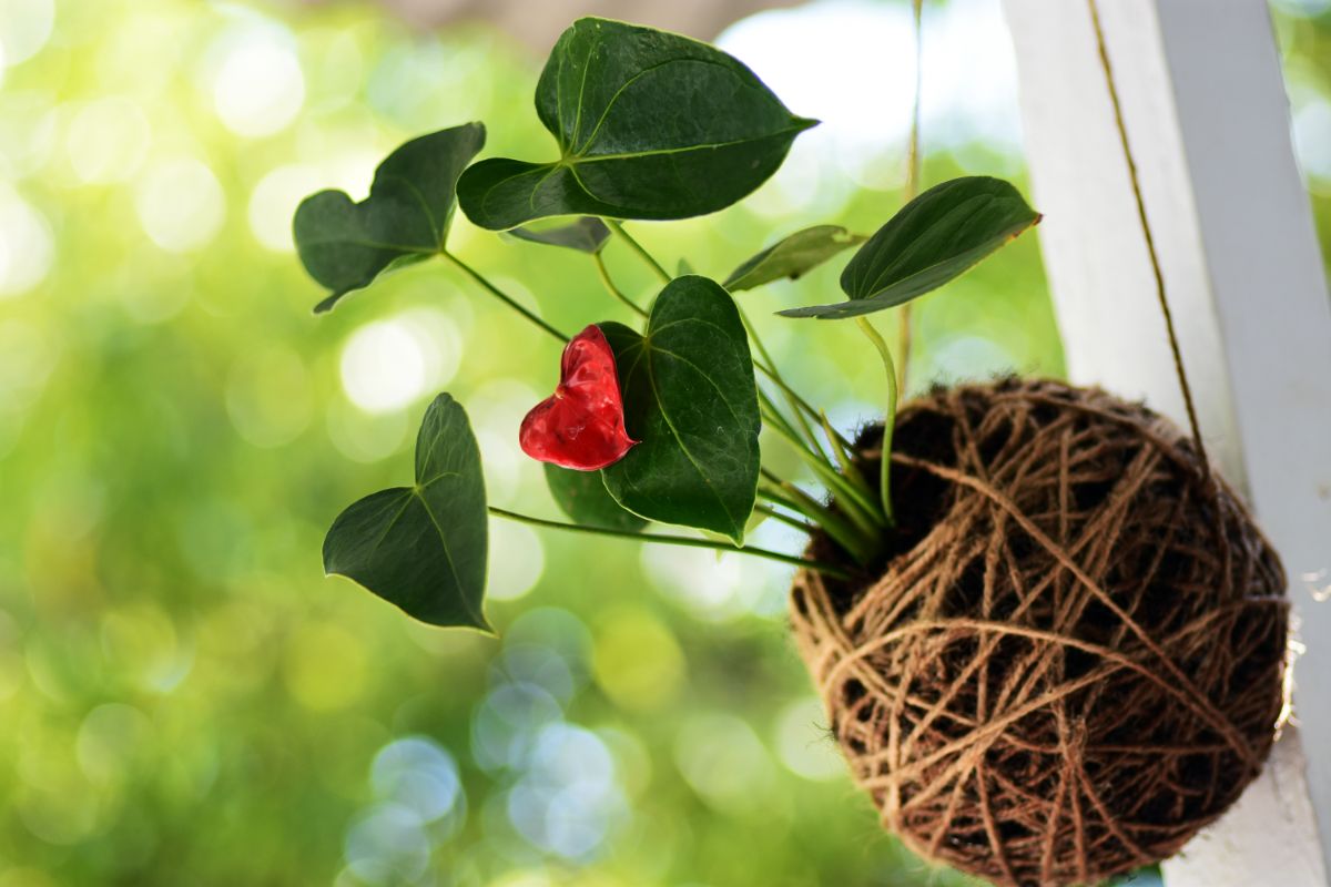 A twine-wrapped Kokedama hangs against a wall