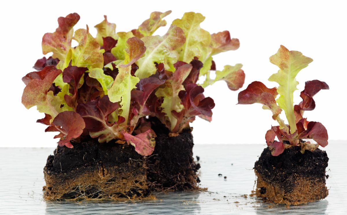 Little lettuce plants in small soil blocks ready for potting up.